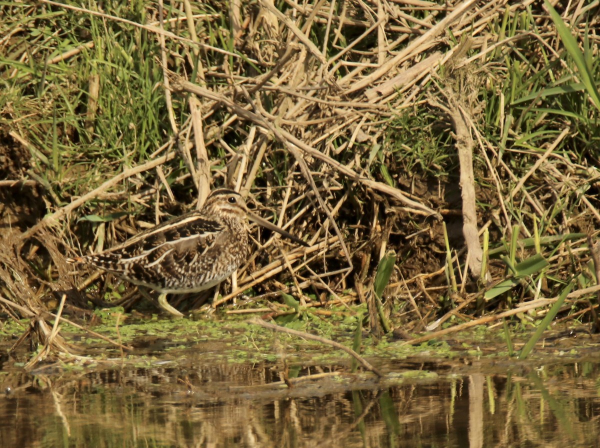 Wilson's Snipe - ML616254556