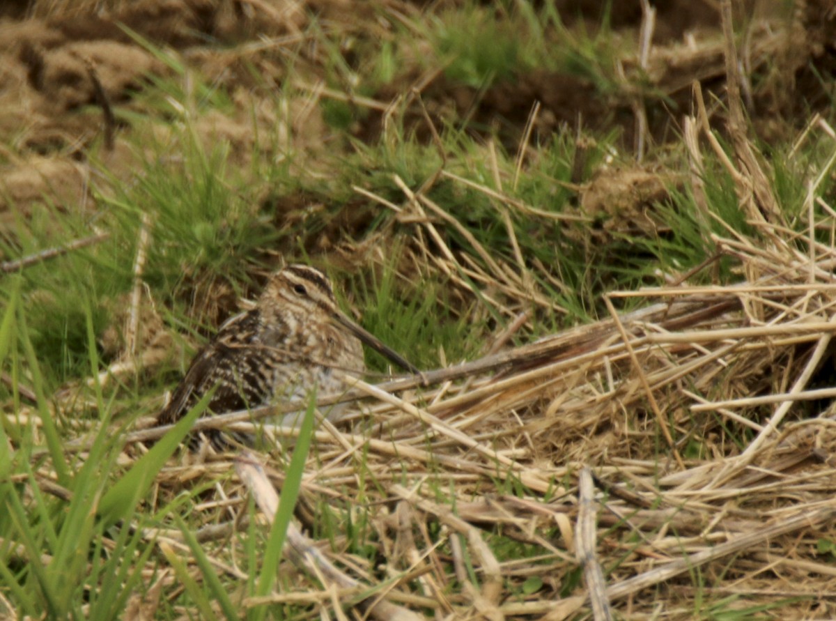 Wilson's Snipe - ML616254557