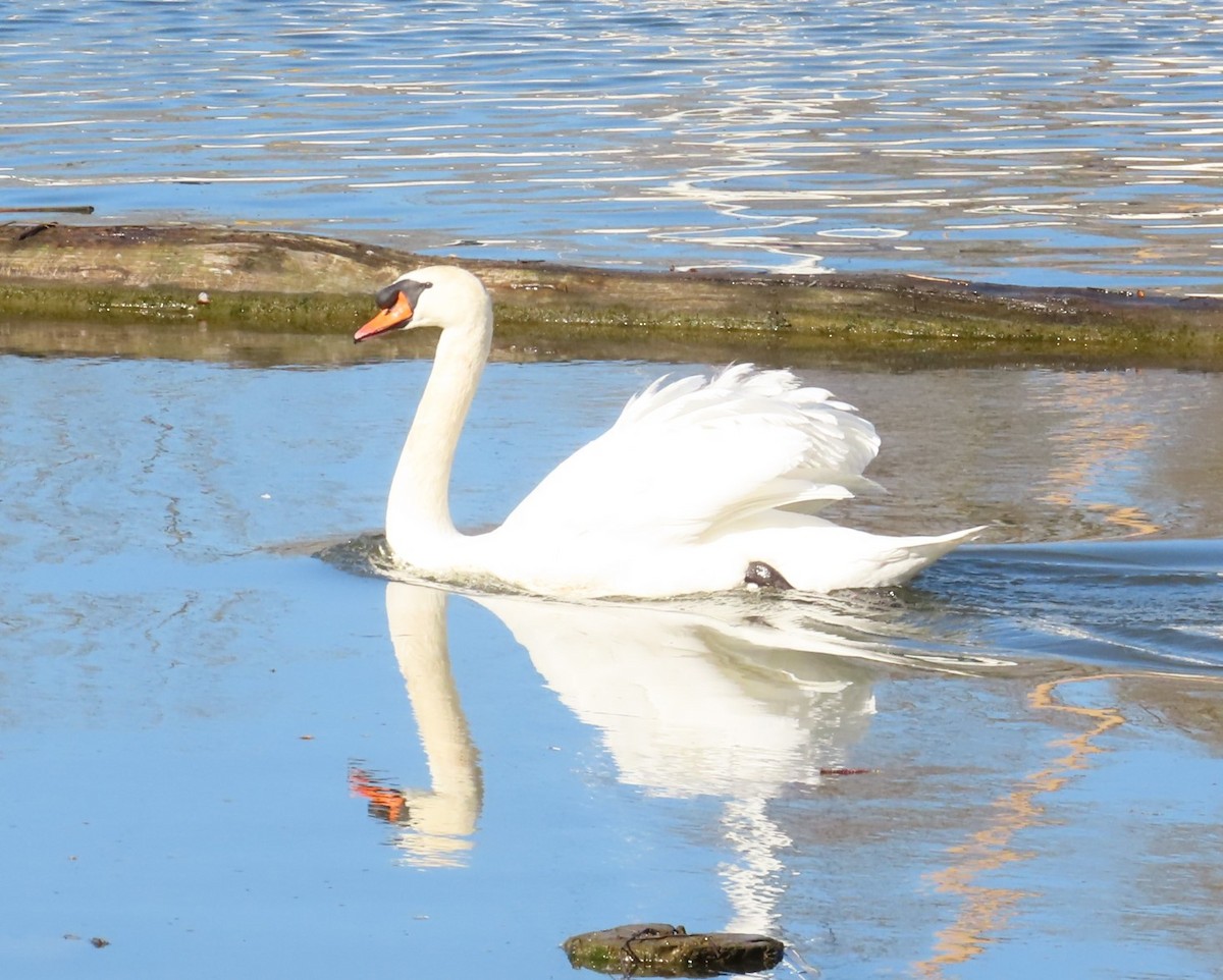 Mute Swan - Caroline K