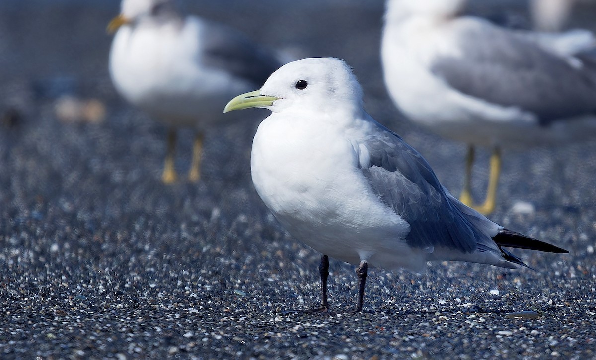 Mouette tridactyle - ML616254591