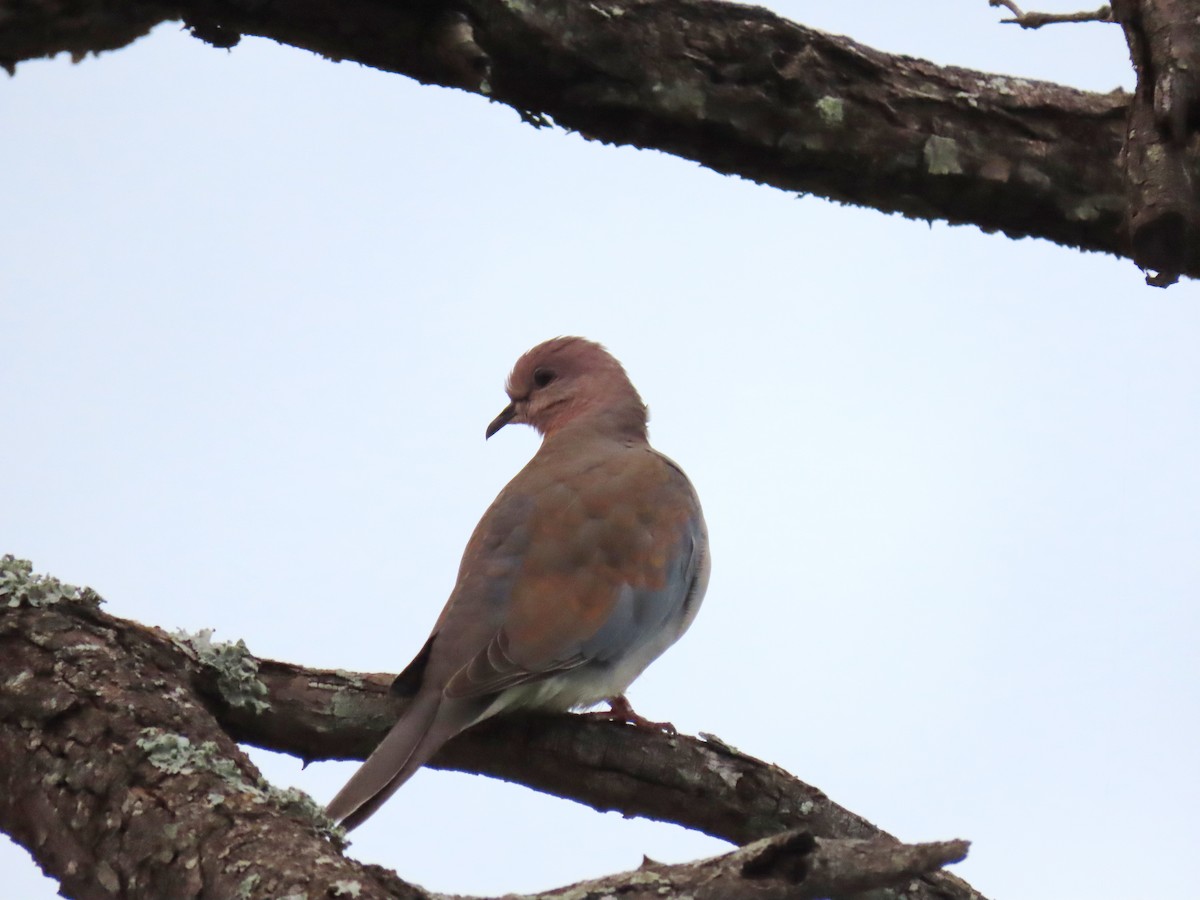 Laughing Dove - Joyce Brady