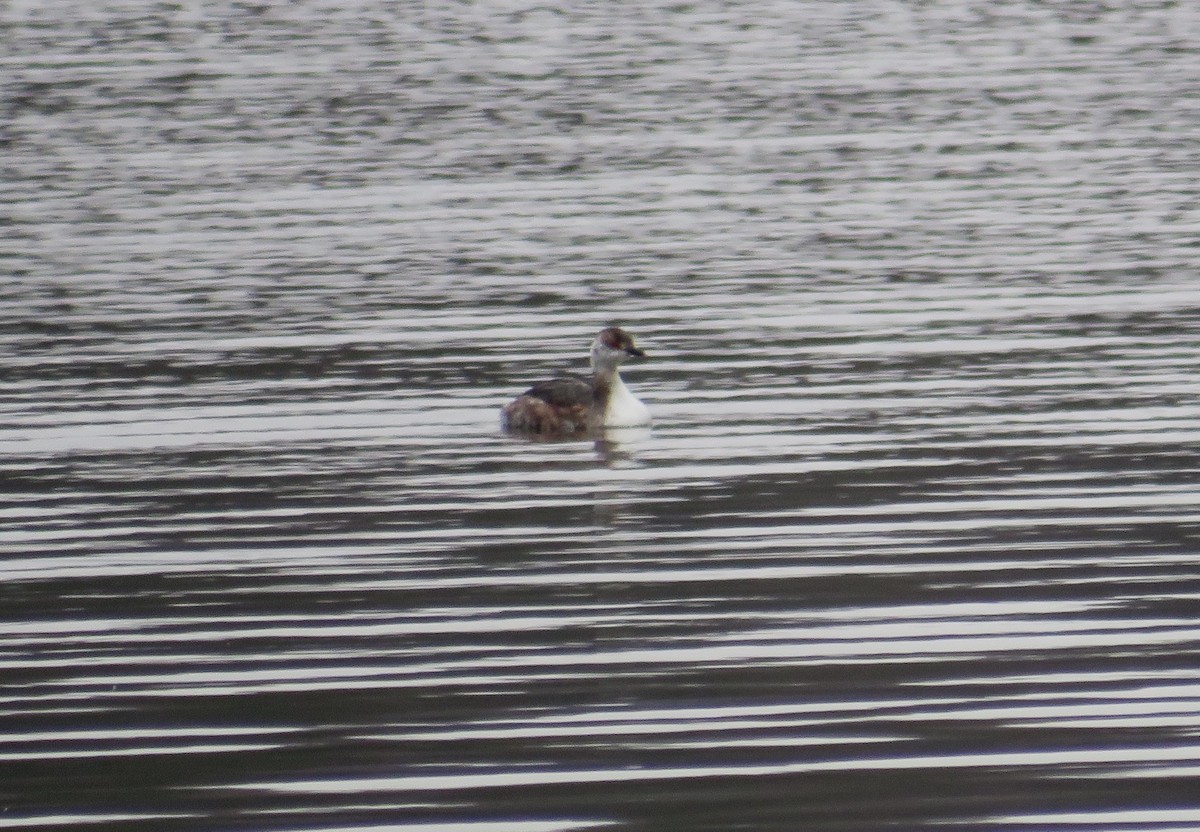 Horned Grebe - John Haas