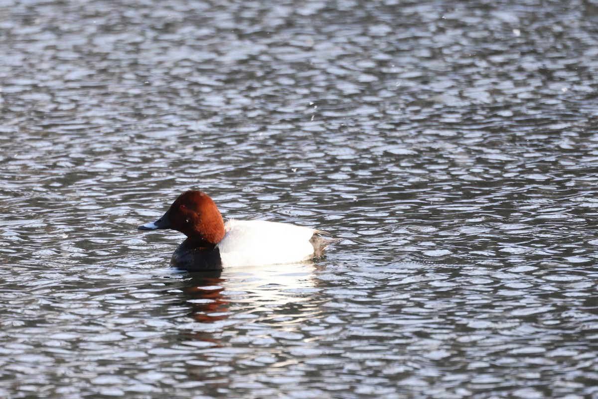 Common Pochard - ML616254676