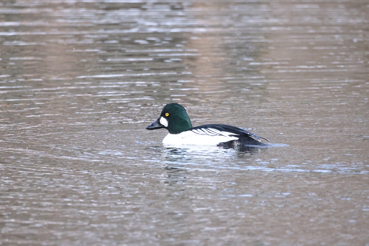 Common Goldeneye - ML616254686