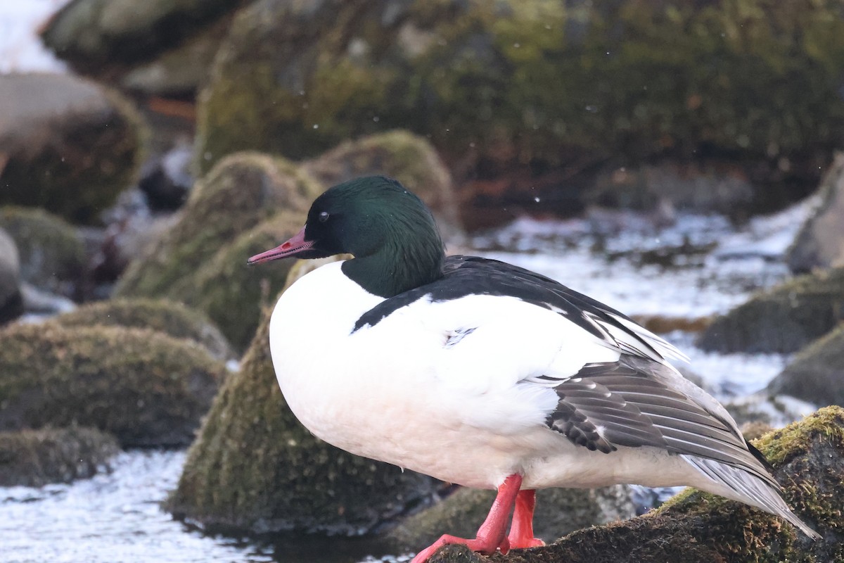 Common Merganser - ML616254694