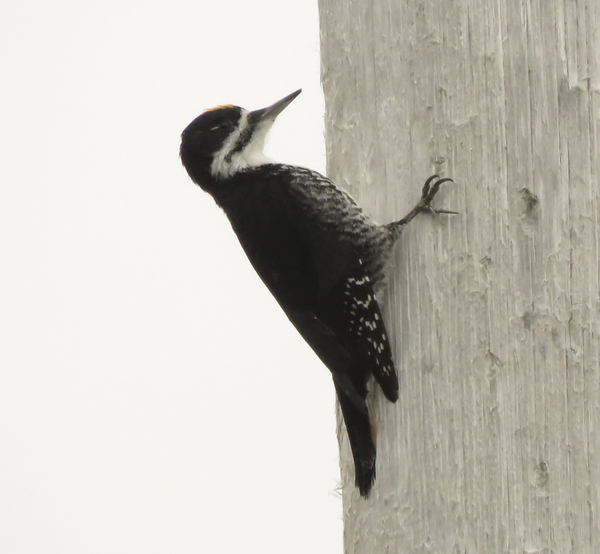 Black-backed Woodpecker - ML616254726