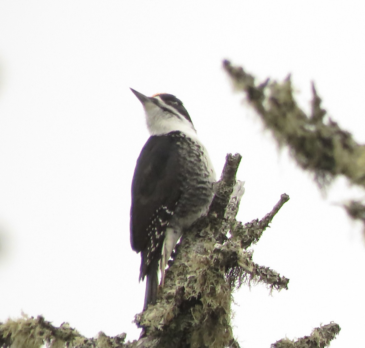 Black-backed Woodpecker - ML616254727