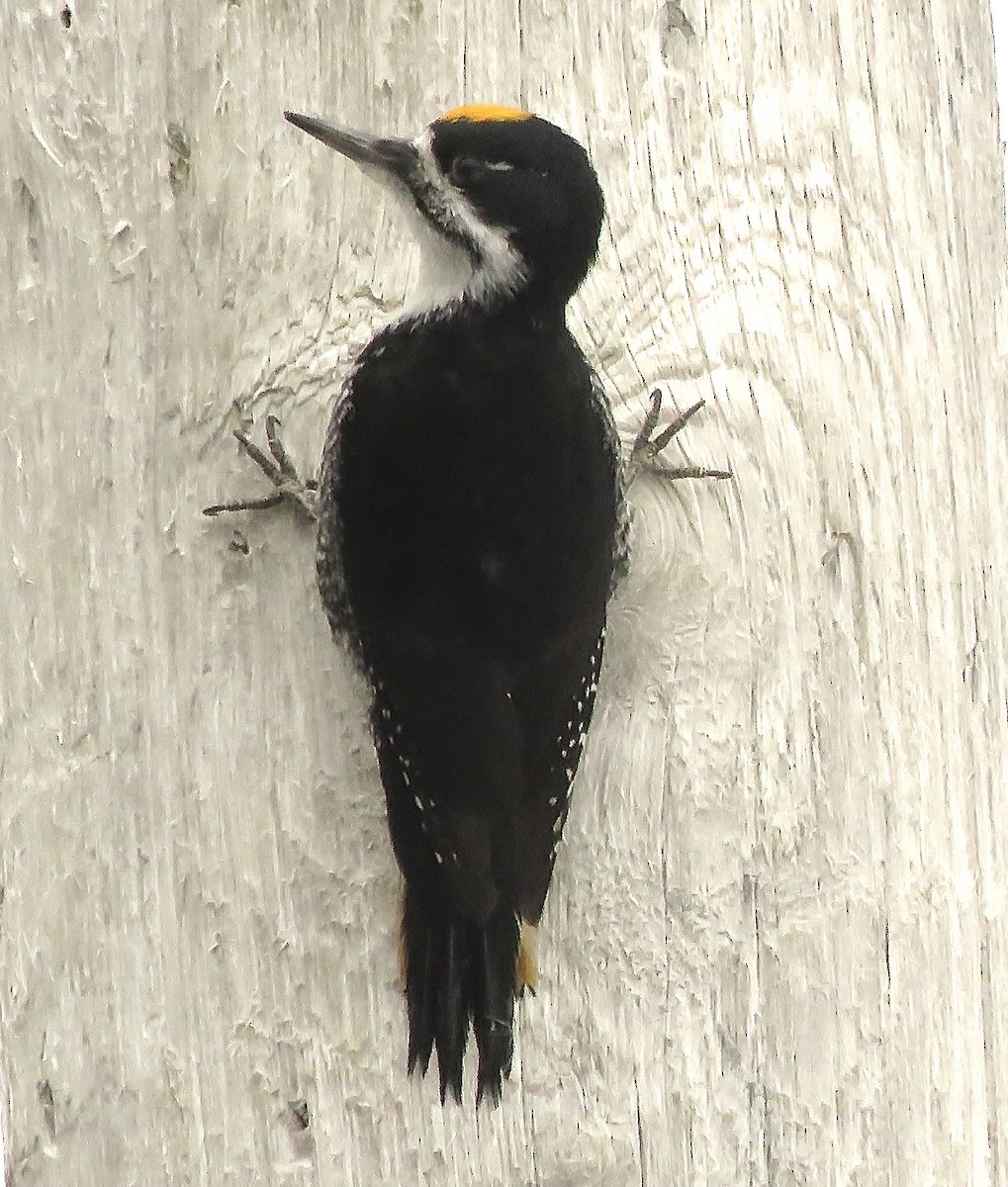 Black-backed Woodpecker - ML616254728