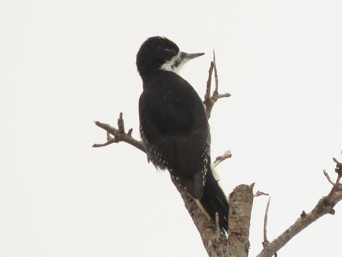 Black-backed Woodpecker - ML616254729