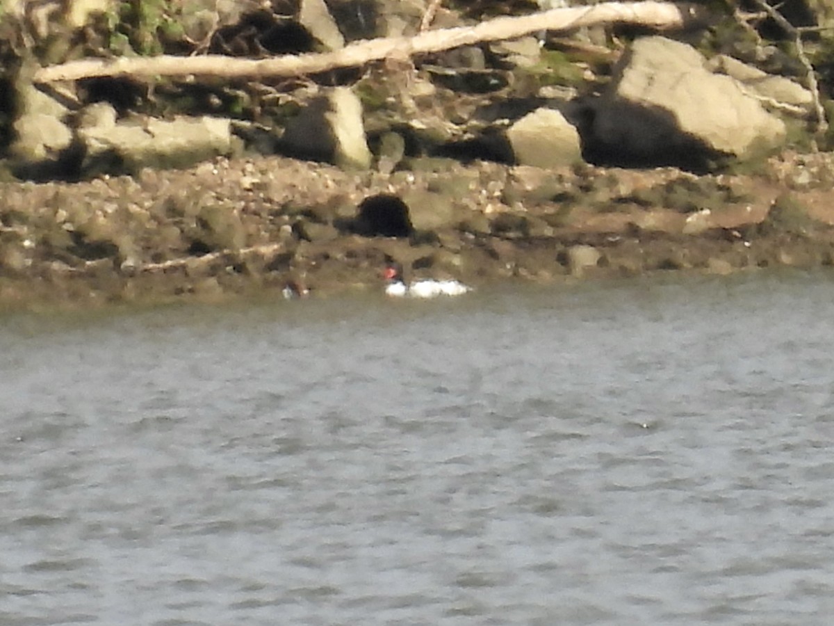 Common Merganser - ML616254775