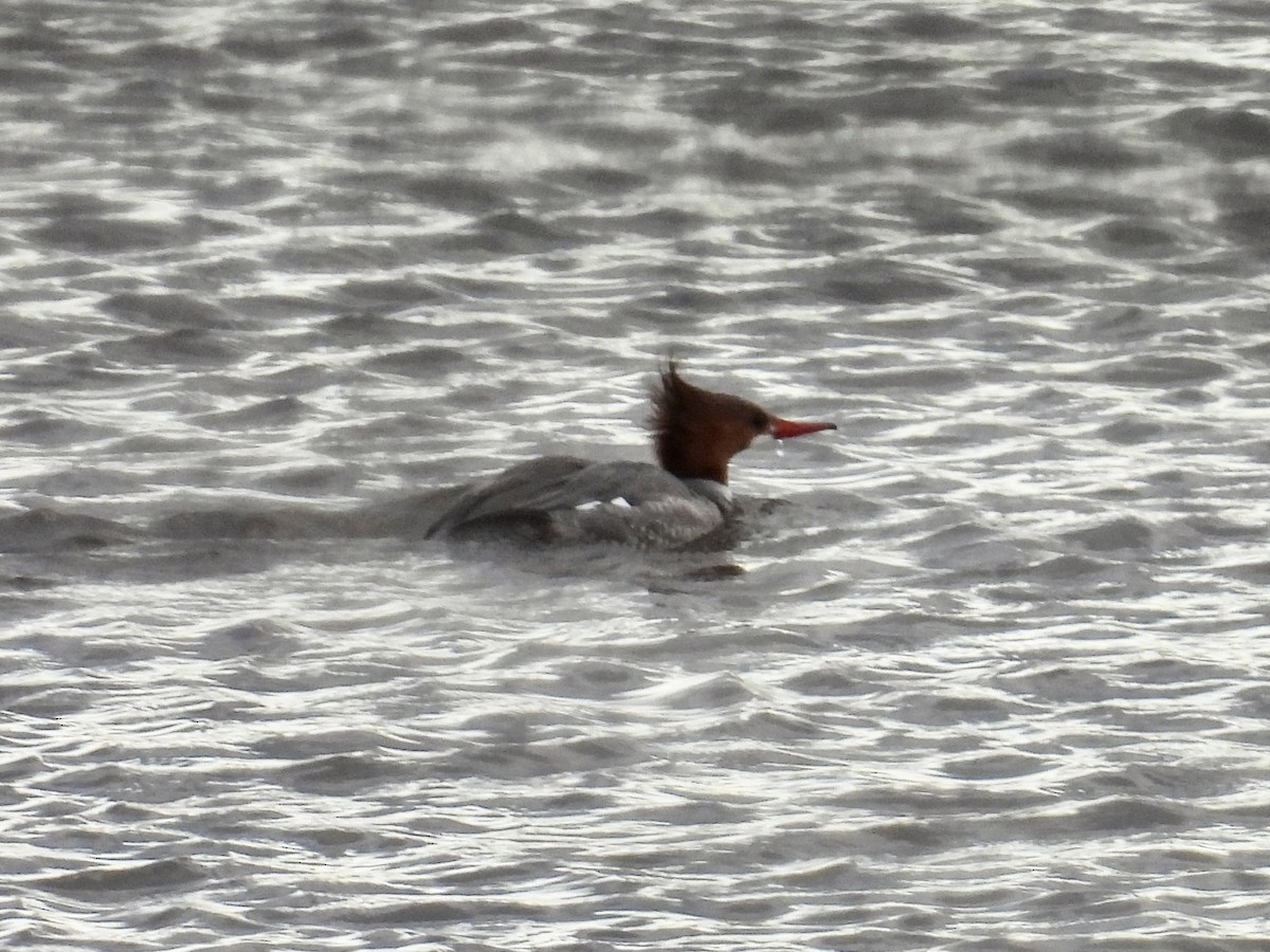 Common Merganser - ML616254777