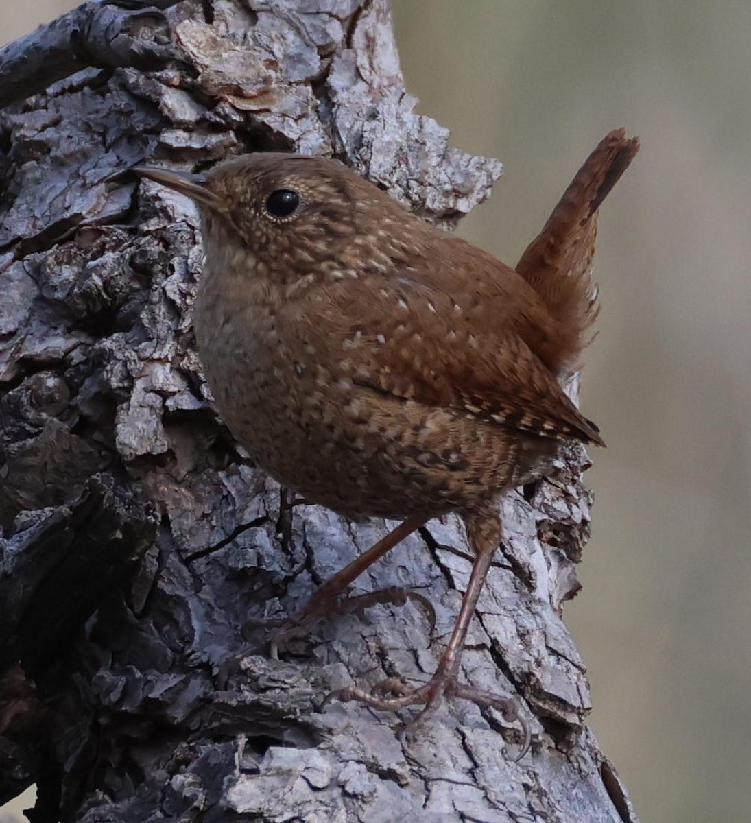 Winter Wren - ML616254817