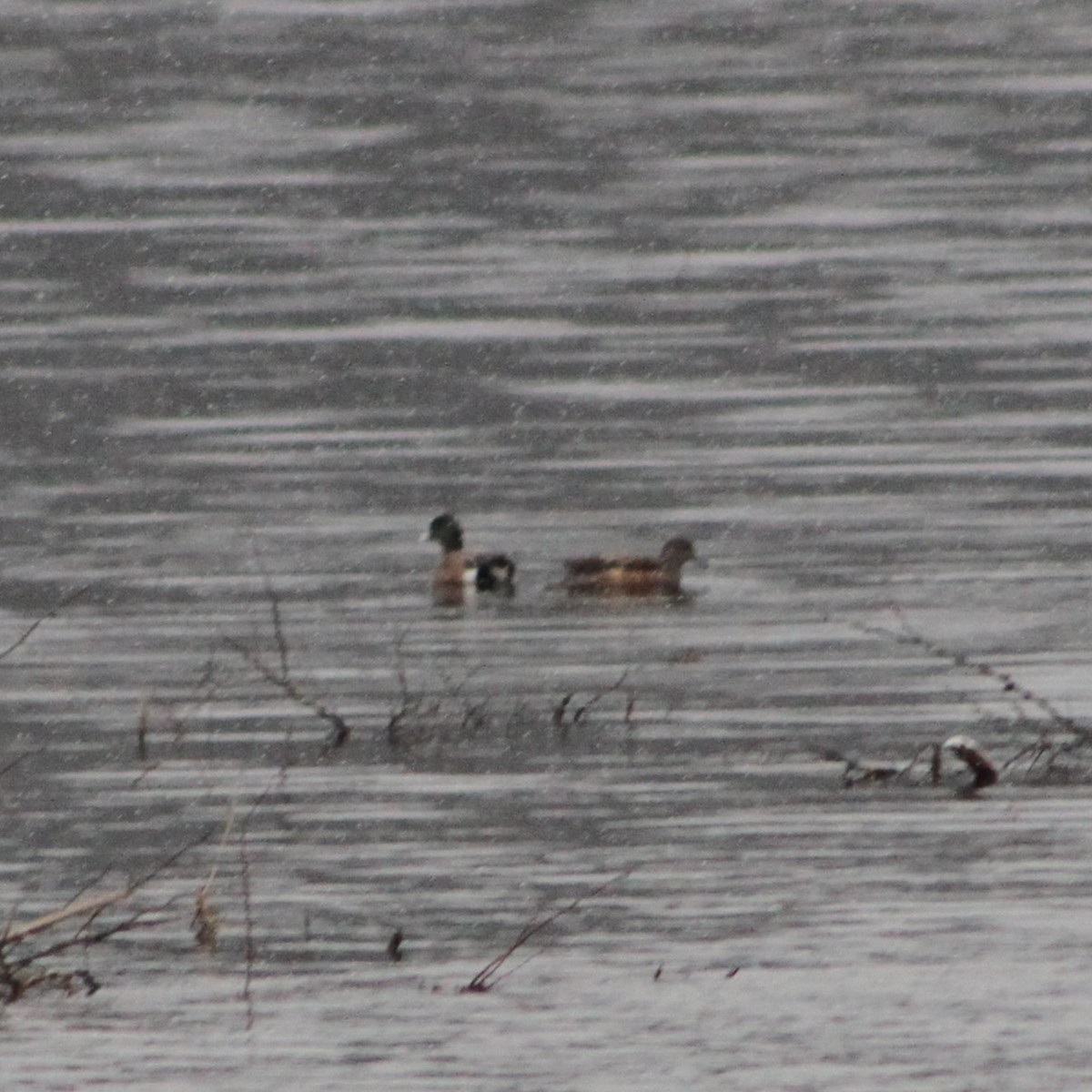American Wigeon - ML616254831