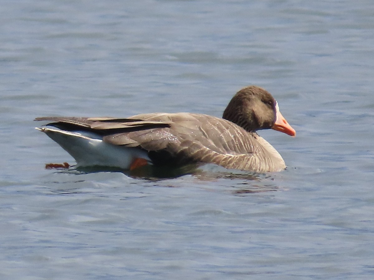 Greater White-fronted Goose (Greenland) - ML616254891