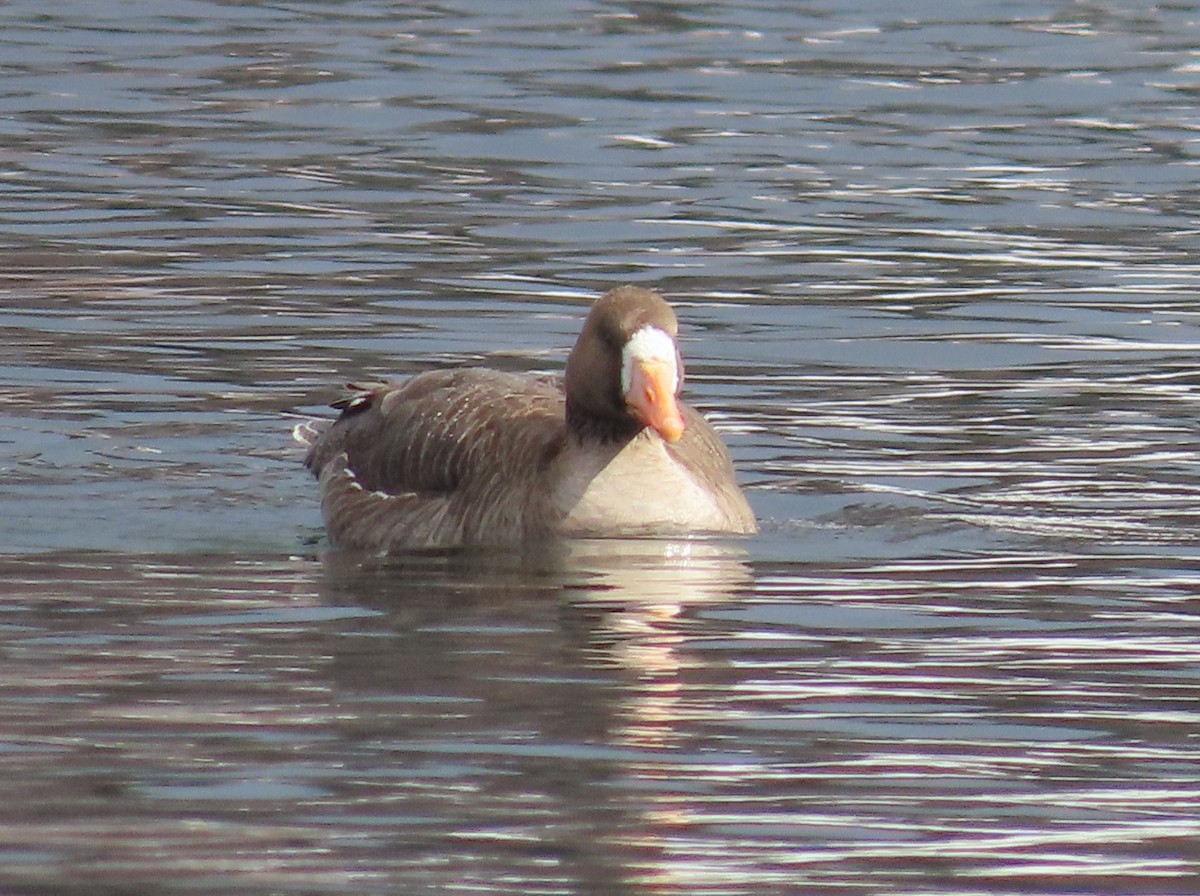 Greater White-fronted Goose (Greenland) - ML616254892
