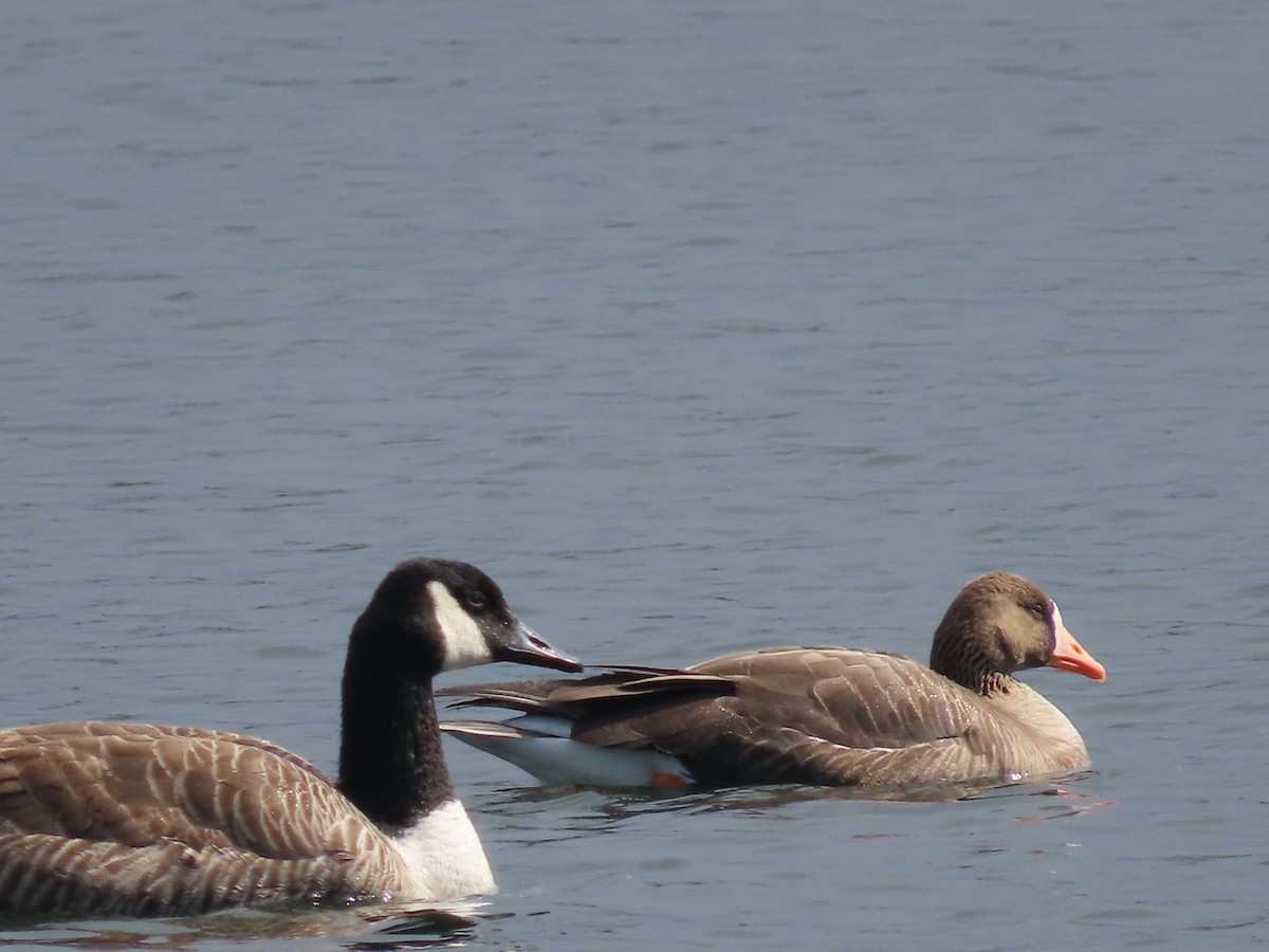 Greater White-fronted Goose (Greenland) - ML616254896