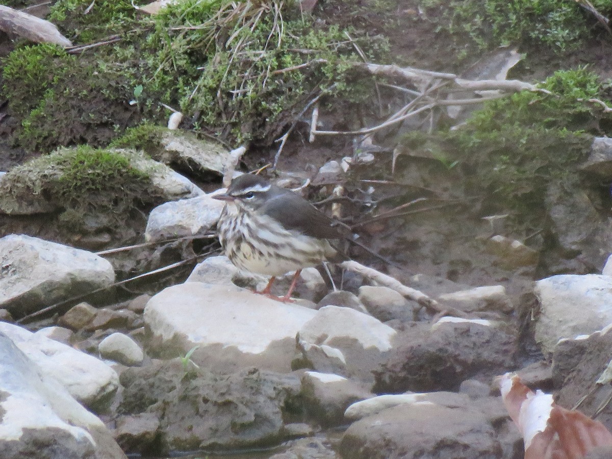 Louisiana Waterthrush - ML616254898