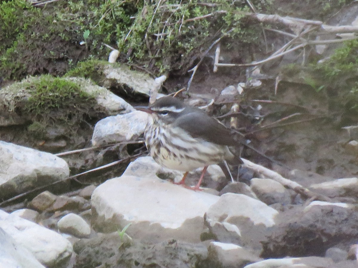 Louisiana Waterthrush - ML616254903