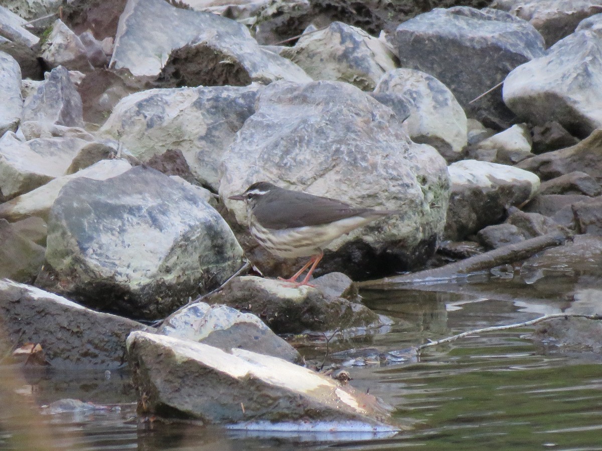 Louisiana Waterthrush - ML616254906