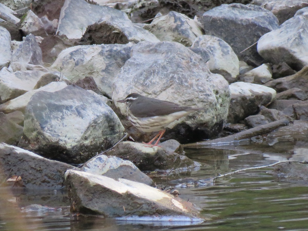 Louisiana Waterthrush - ML616254906