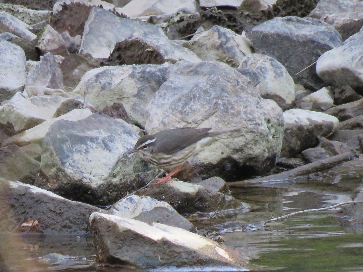 Louisiana Waterthrush - ML616254910