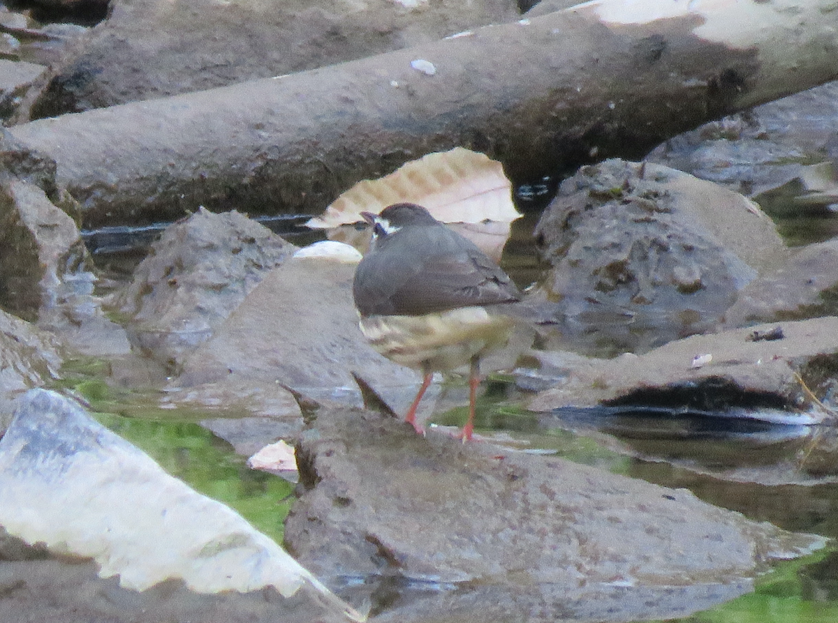 Louisiana Waterthrush - ML616254930