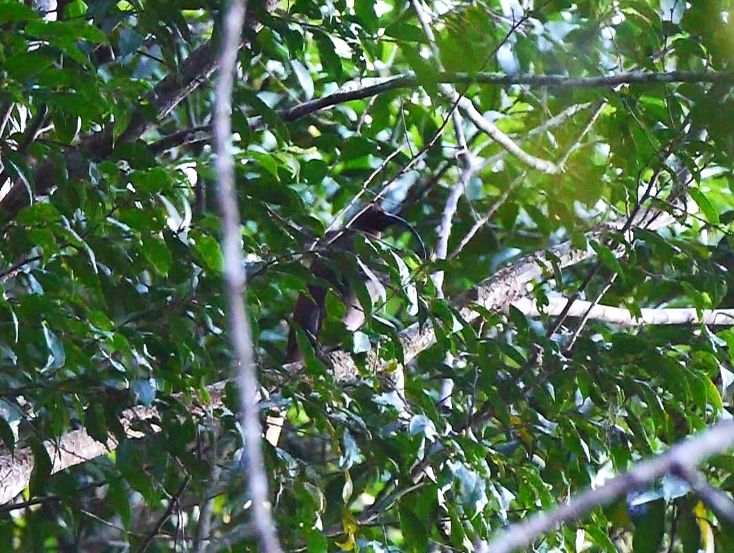 Black-billed Sicklebill - ML616254997