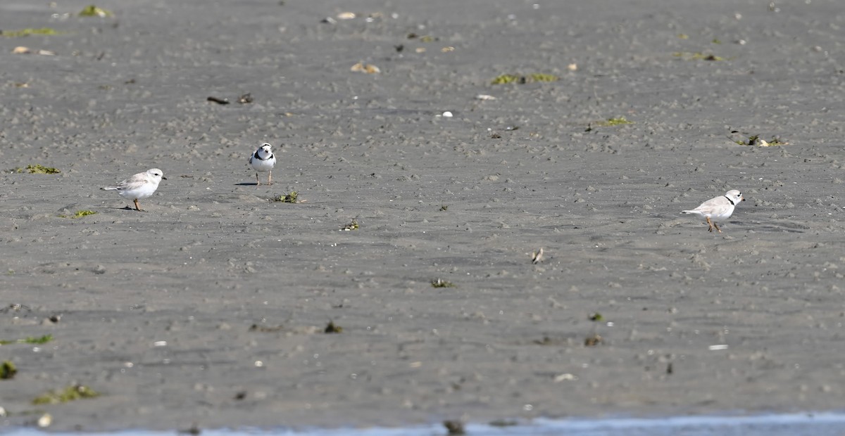 Piping Plover - ML616255013