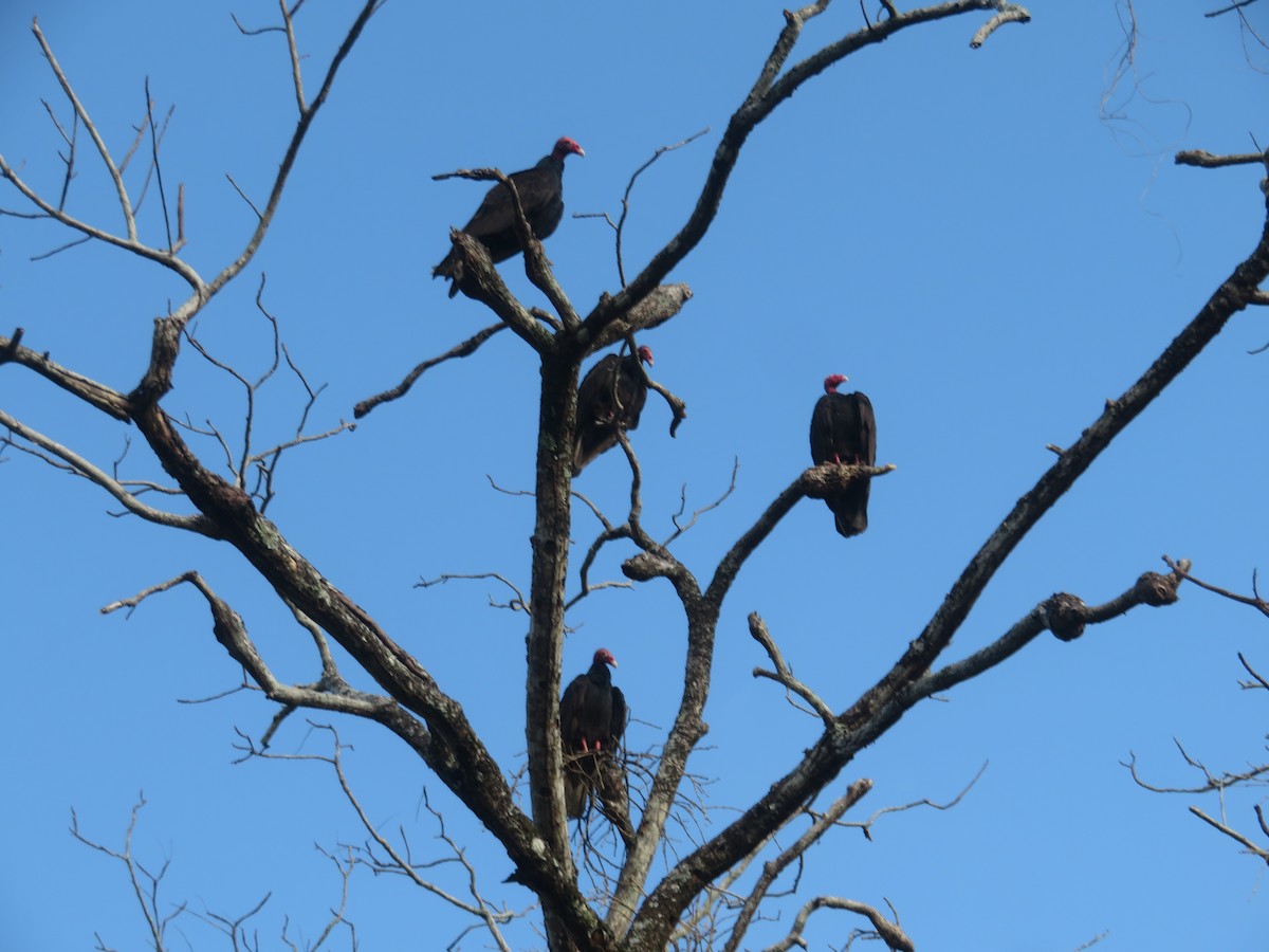 Turkey Vulture - ML616255030