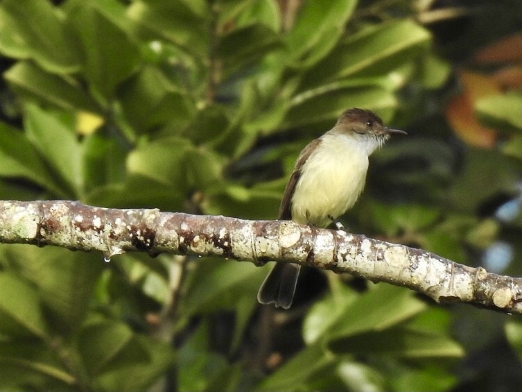 Sad Flycatcher - ML616255038