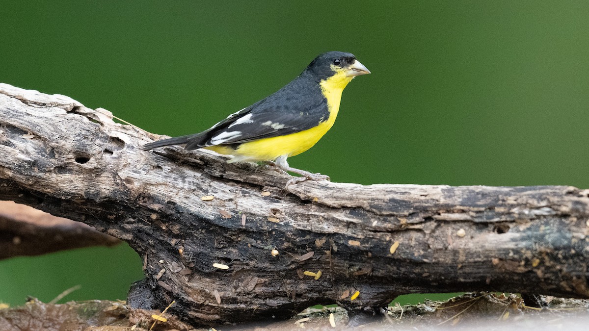 Lesser Goldfinch - ML616255039