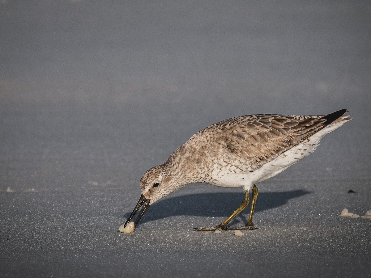 Red Knot - ML616255040