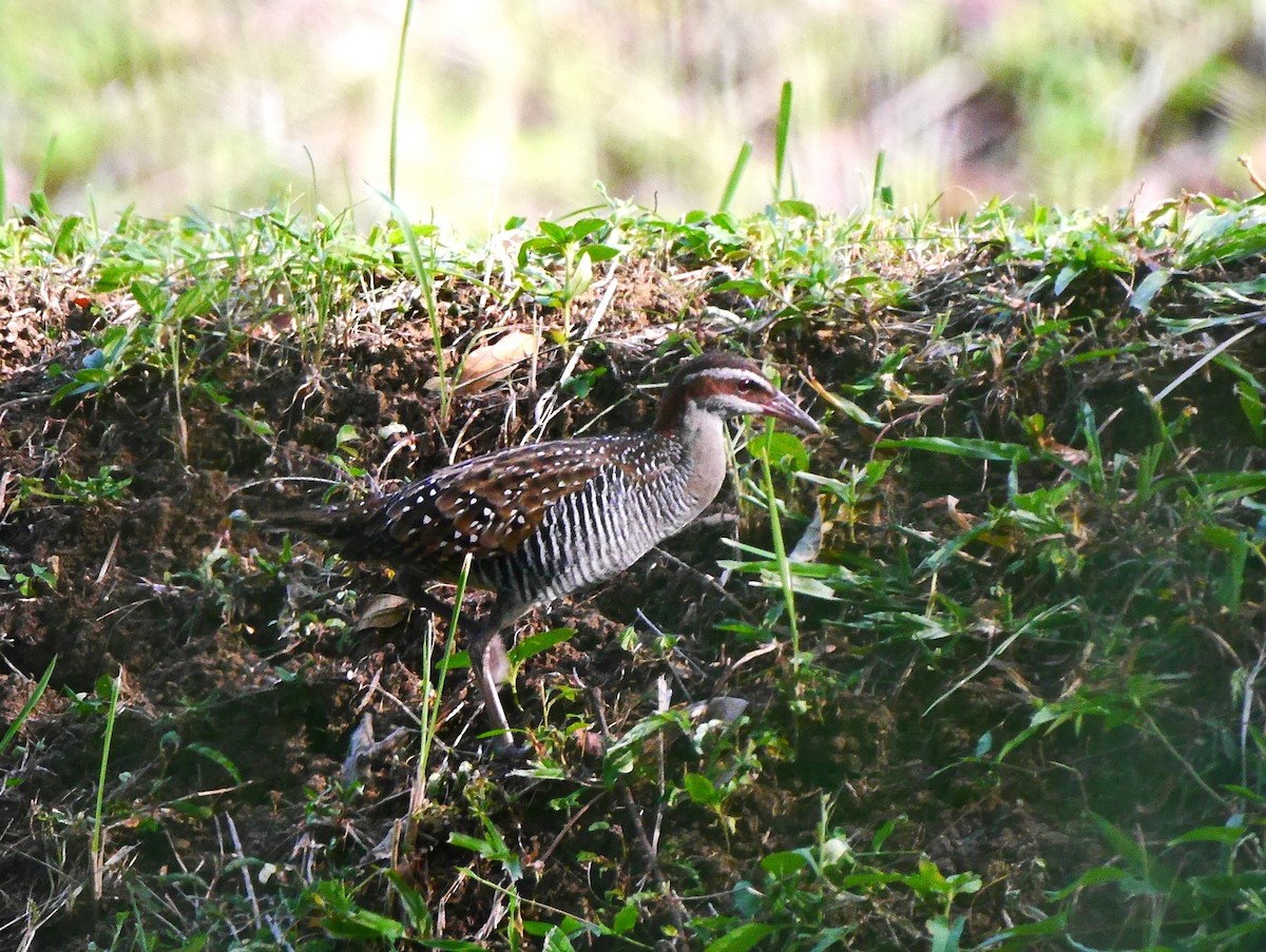 Buff-banded Rail - ML616255052