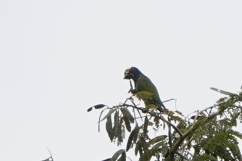 White-crowned Parrot - ML616255151