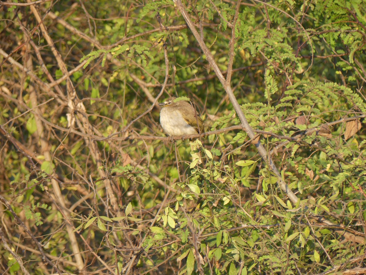 White-browed Bulbul - ML616255206