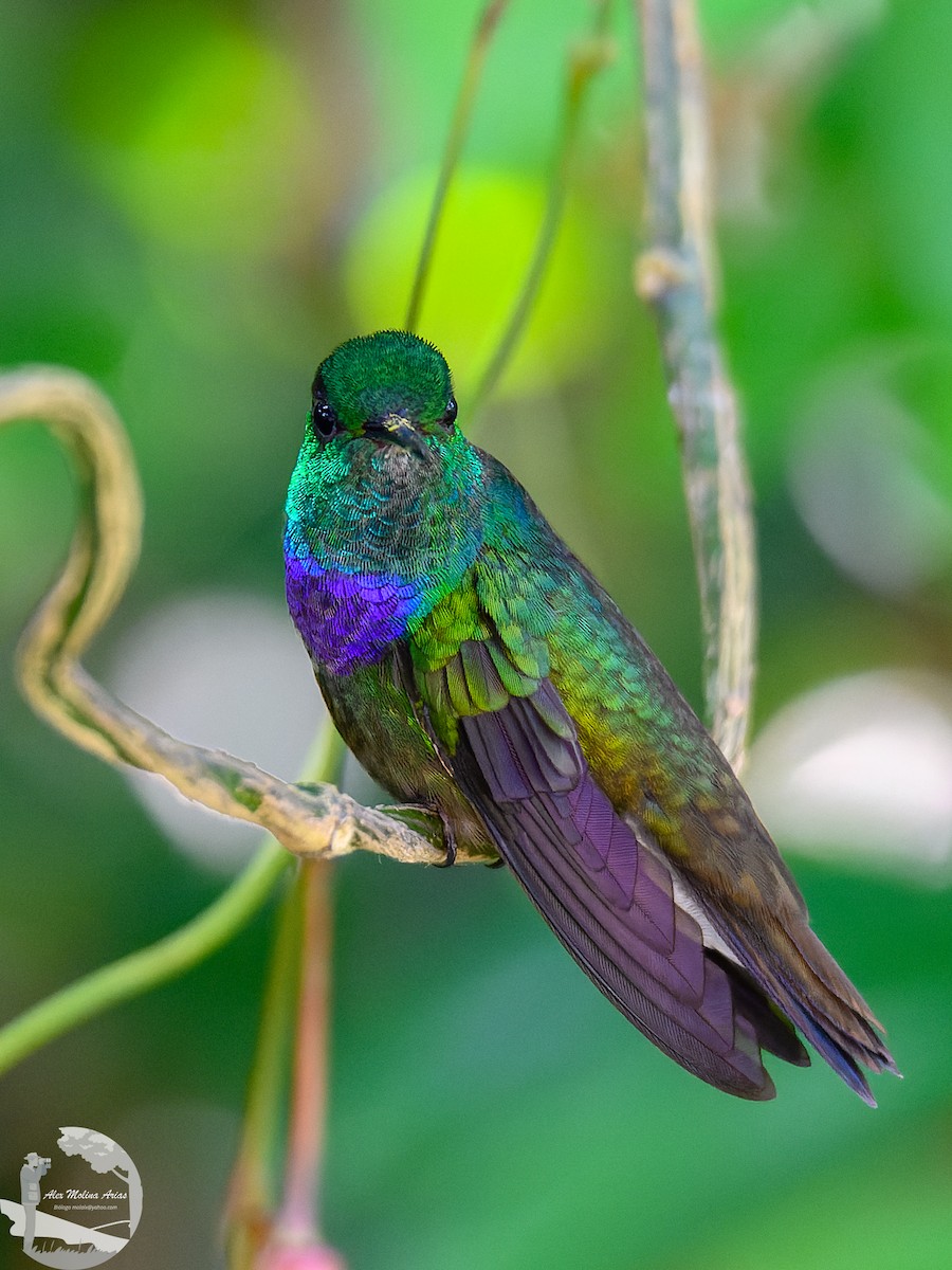 kolibřík modroprsý - ML616255235