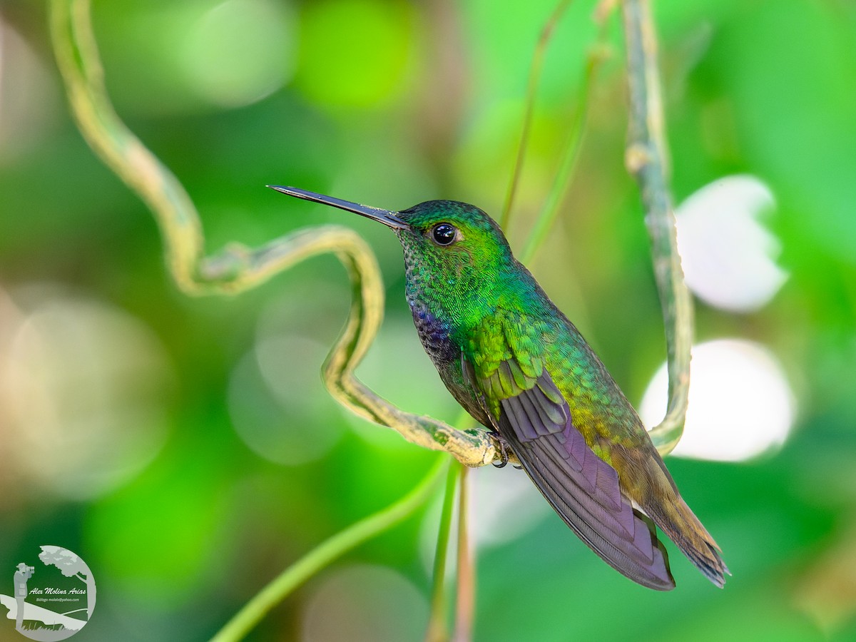 kolibřík modroprsý - ML616255237