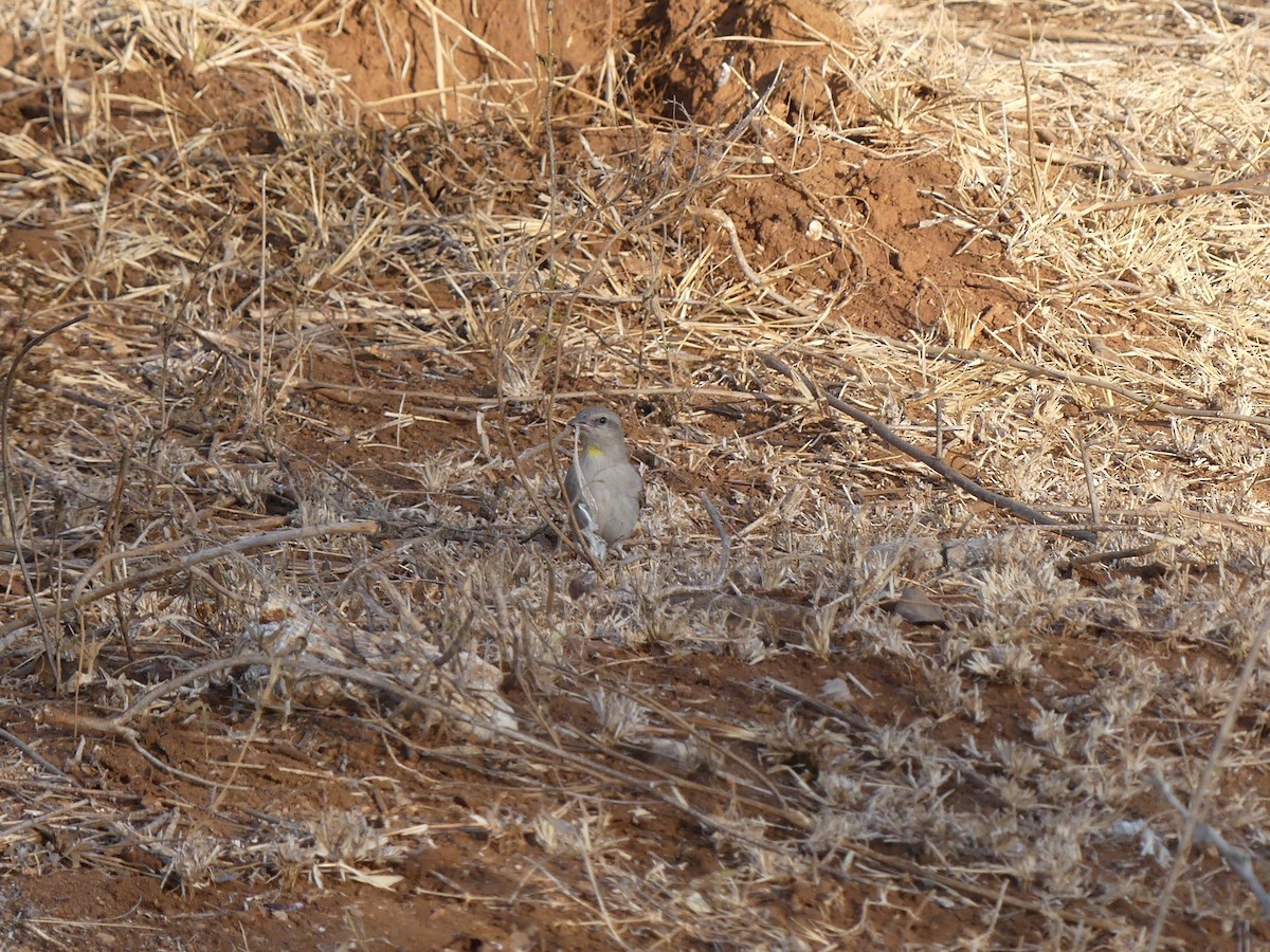 Yellow-throated Sparrow - ML616255240