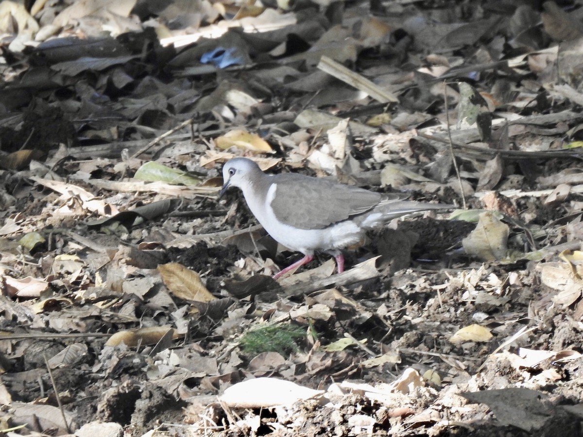 Caribbean Dove - ML616255242