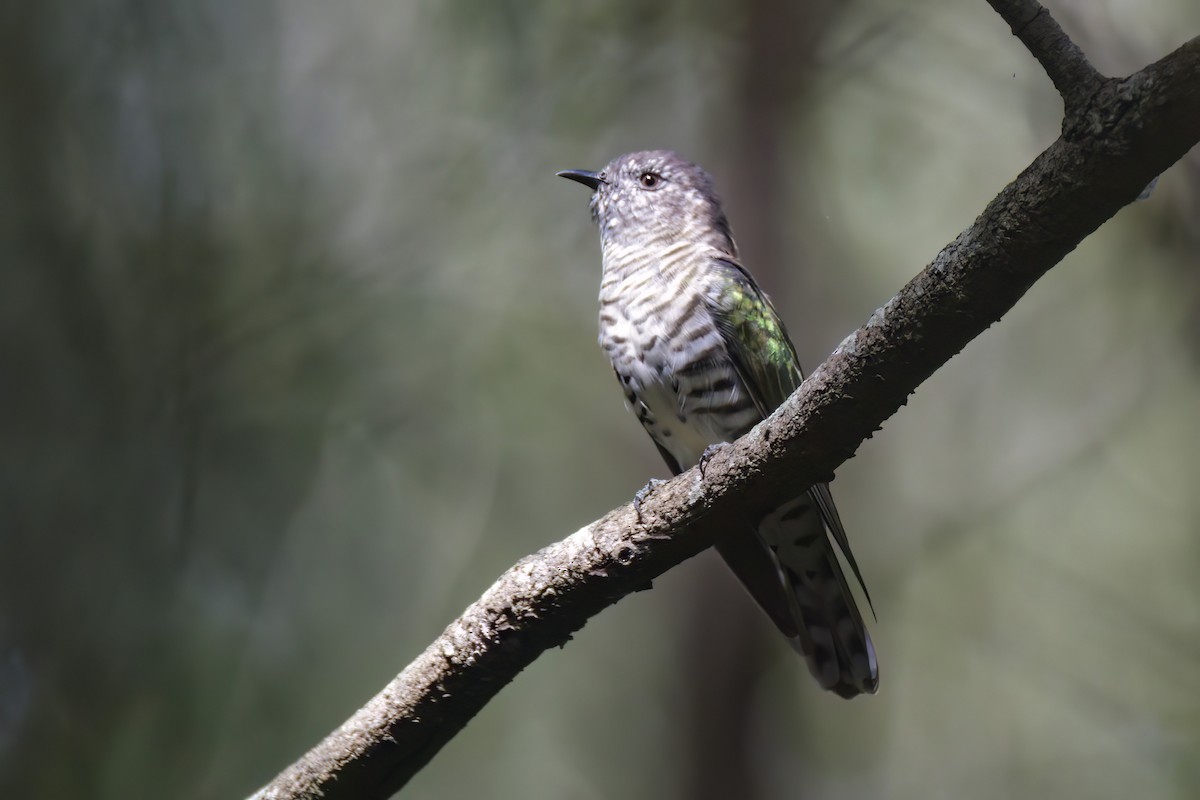 Shining Bronze-Cuckoo - Andreas Heikaus