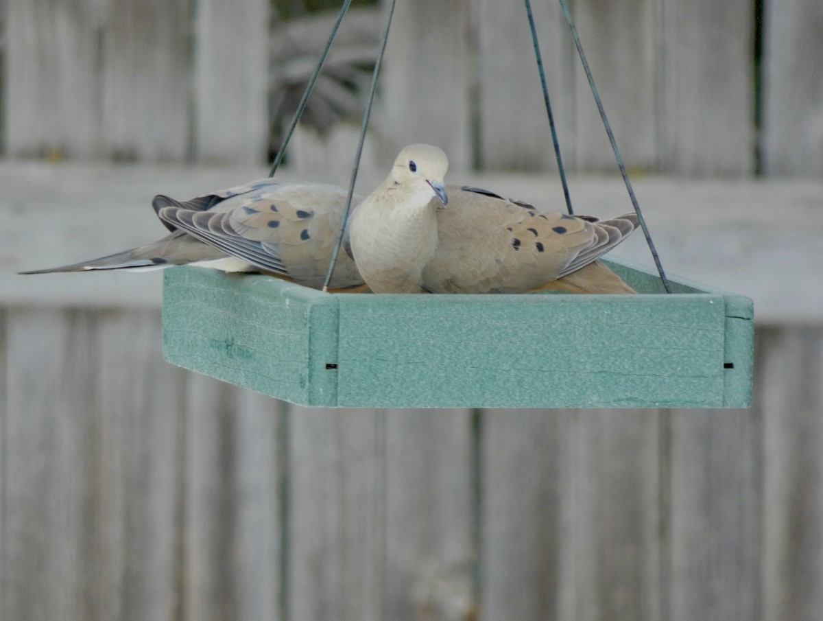 Mourning Dove - ML616255262