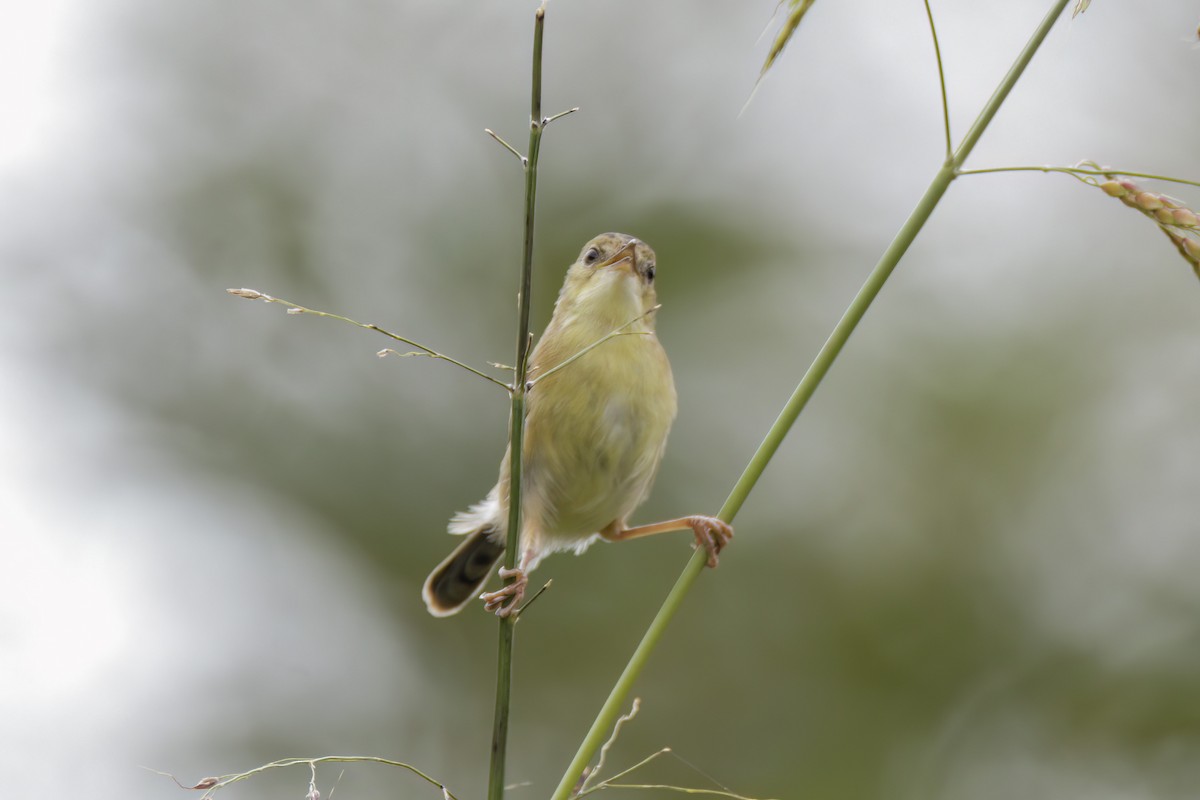 Golden-headed Cisticola - Andreas Heikaus