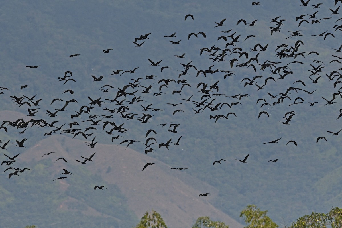 Glossy Ibis - ML616255270