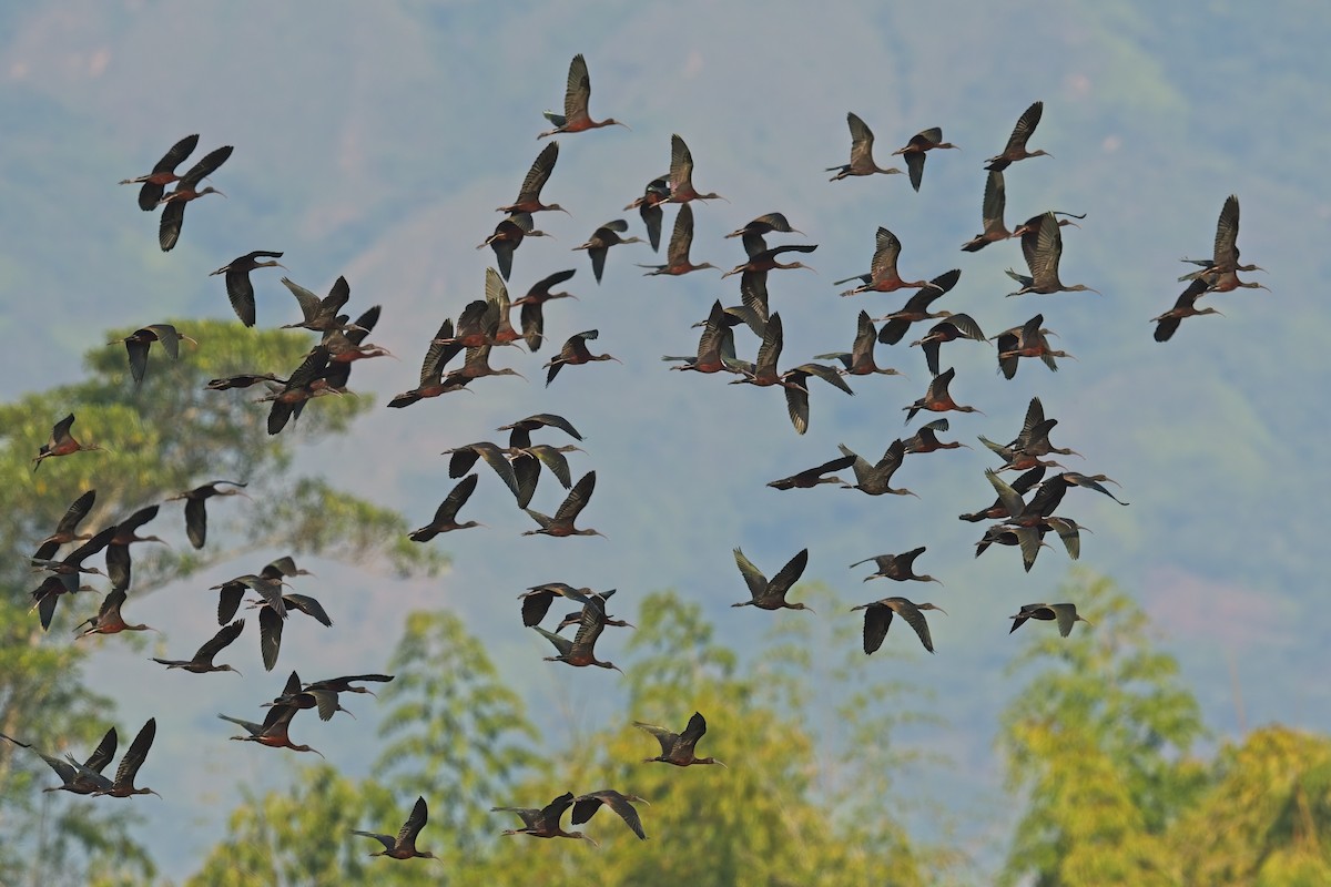 Glossy Ibis - ML616255272