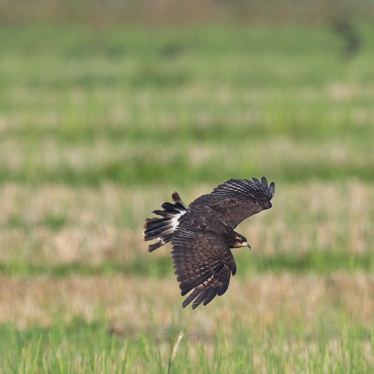 Schneckenbussard - ML616255280