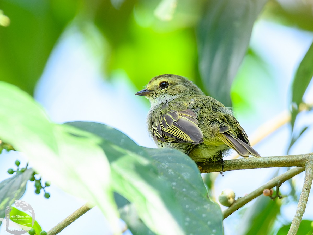 Choco Tyrannulet - ML616255342