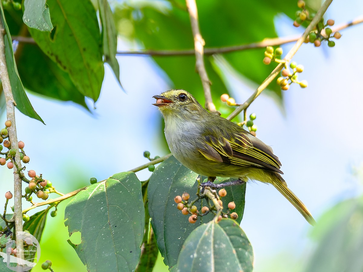 Choco Tyrannulet - ML616255343