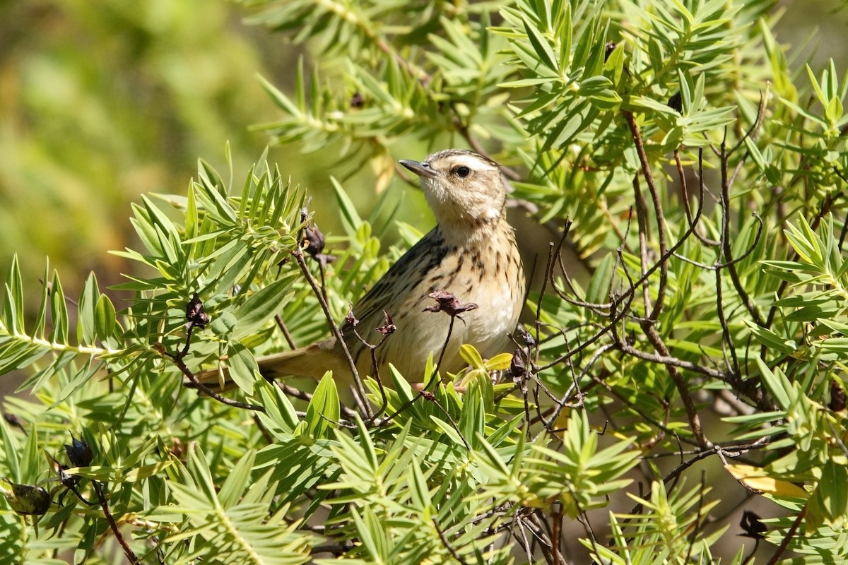 Nilgiri Pipit - ML616255347