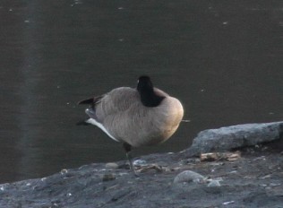 Cackling/Canada Goose - ML616255349