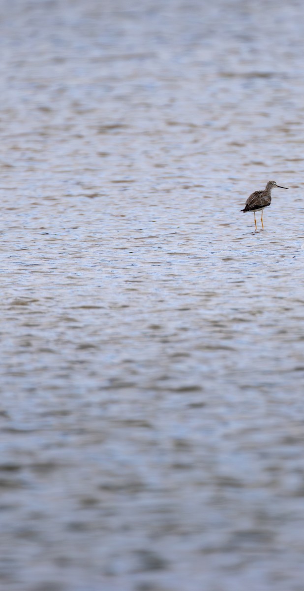 Greater Yellowlegs - ML616255350